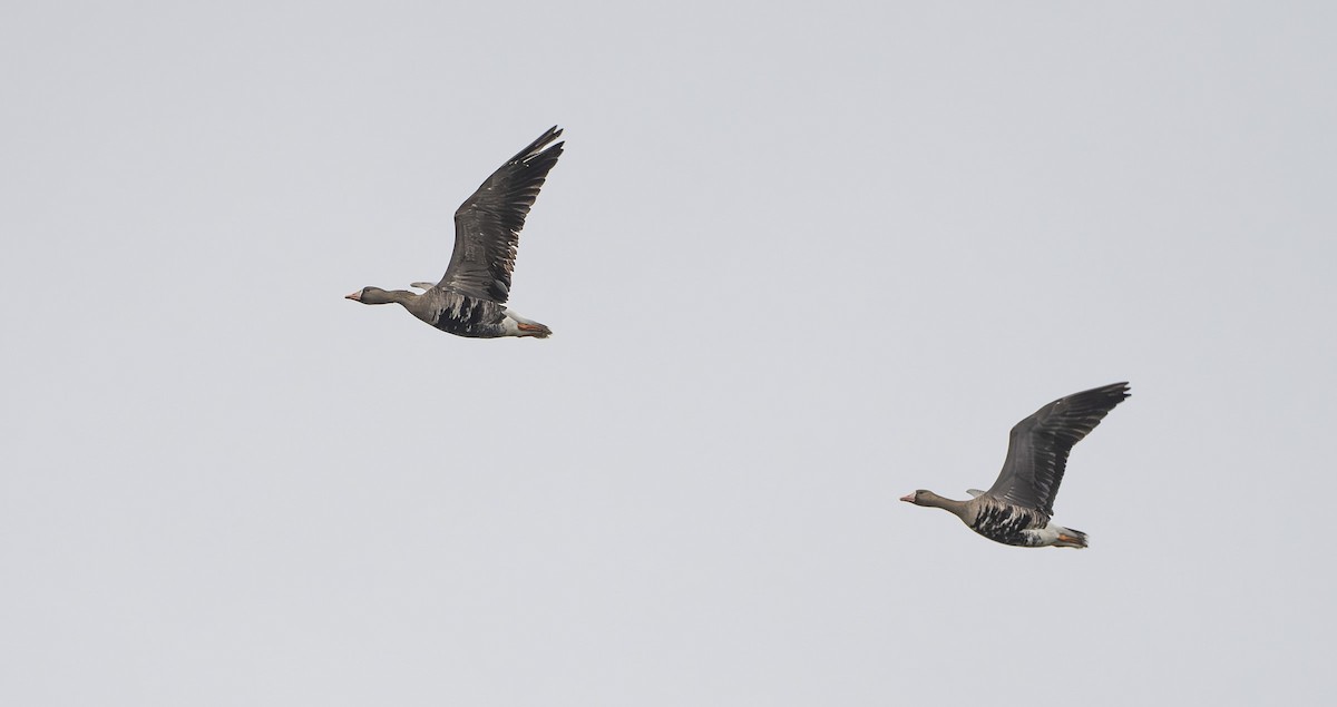 Greater White-fronted Goose - ML646423001