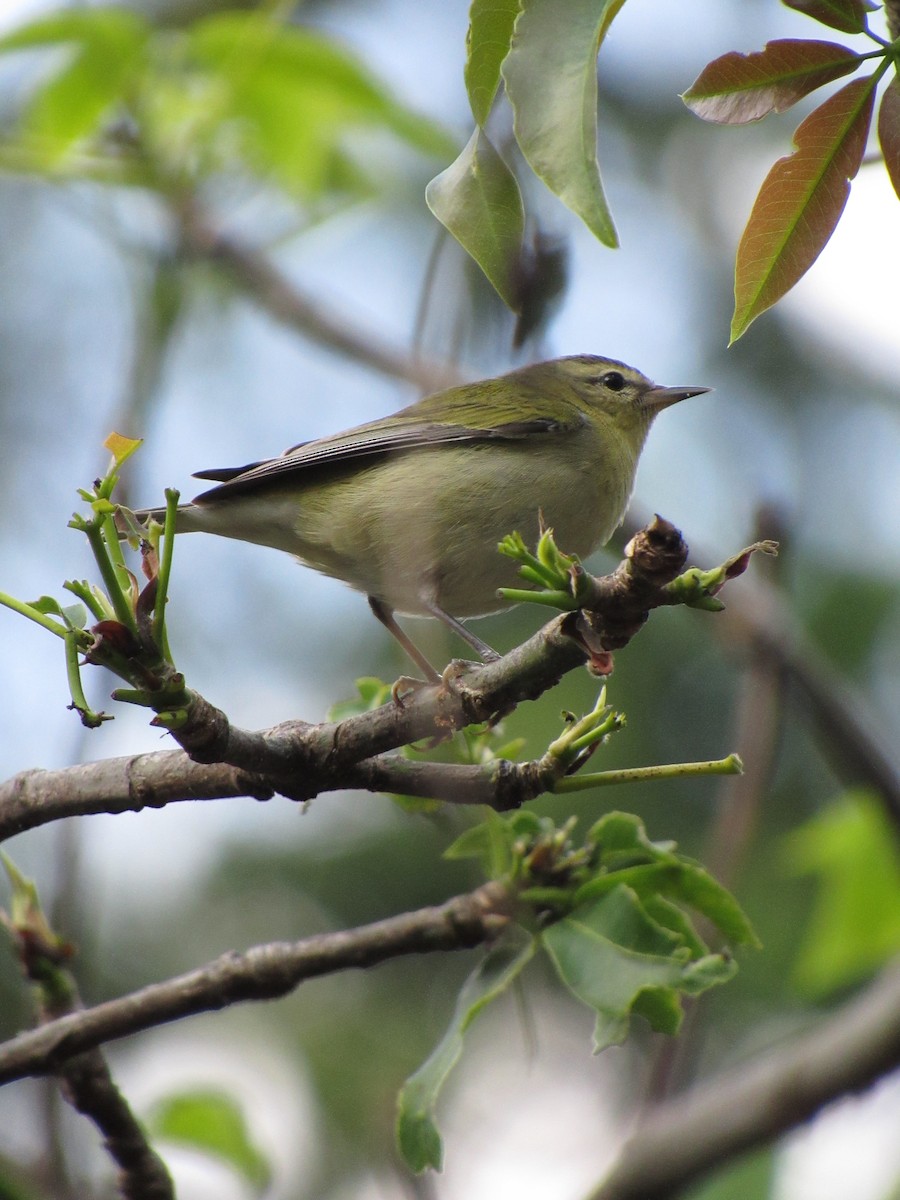 Tennessee Warbler - ML646423006