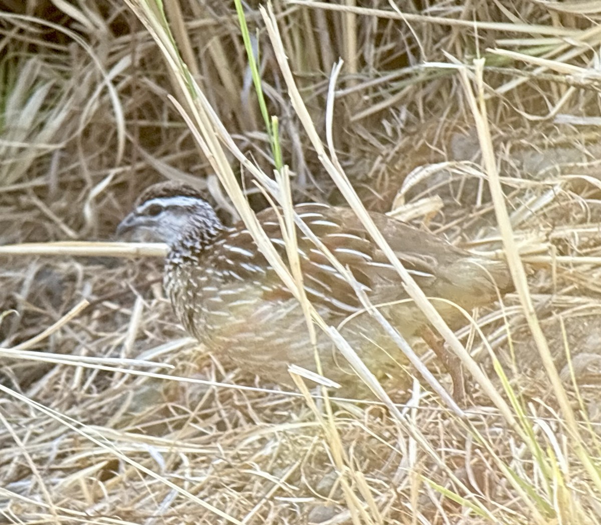 Crested Francolin - ML646423008