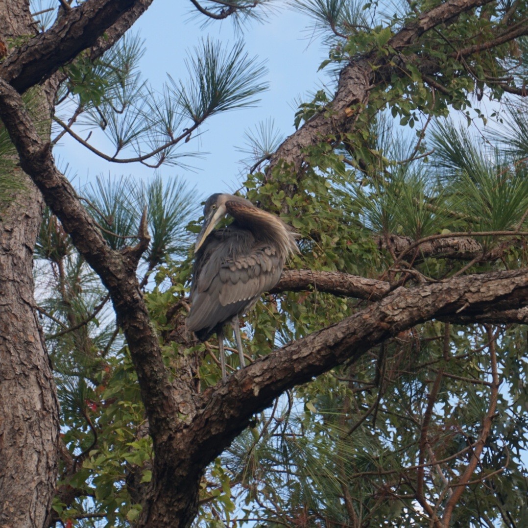 Great Blue Heron - ML646423009