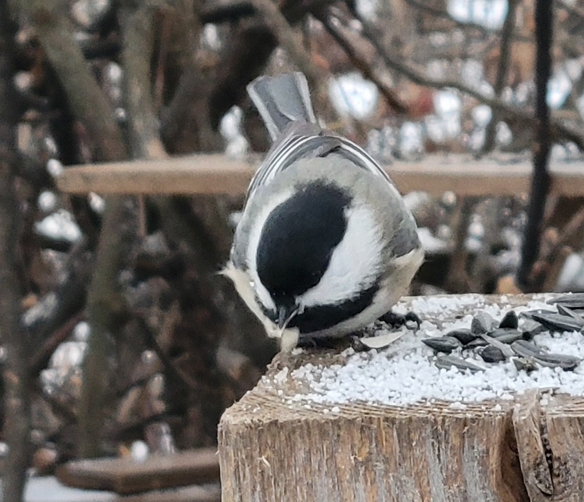 Black-capped Chickadee - ML646423014