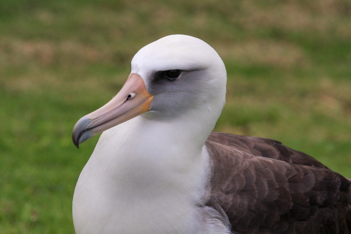 Laysan Albatross - ML646423015