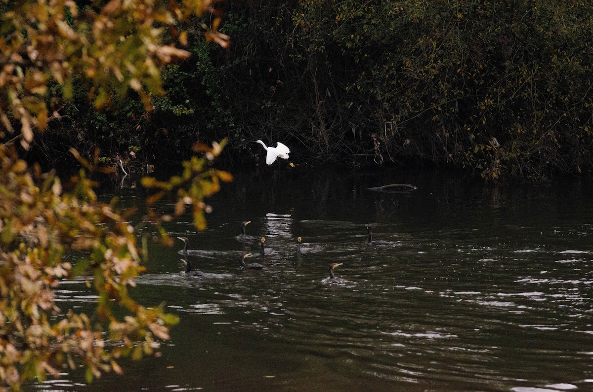 Aigrette garzette - ML646423017