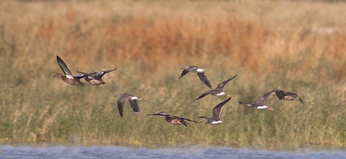 Greater Yellowlegs - ML646423019