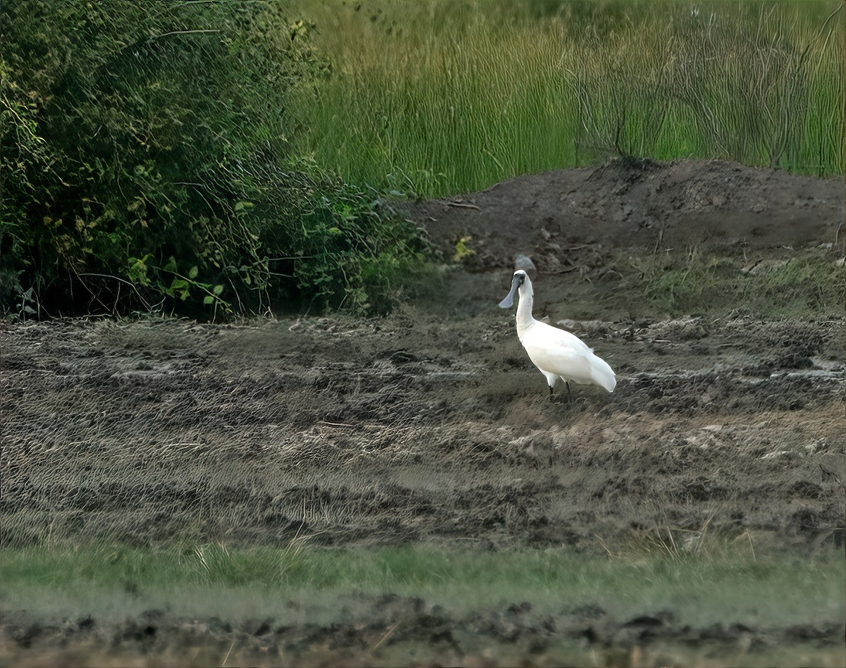 黑面琵鷺 - ML646423022