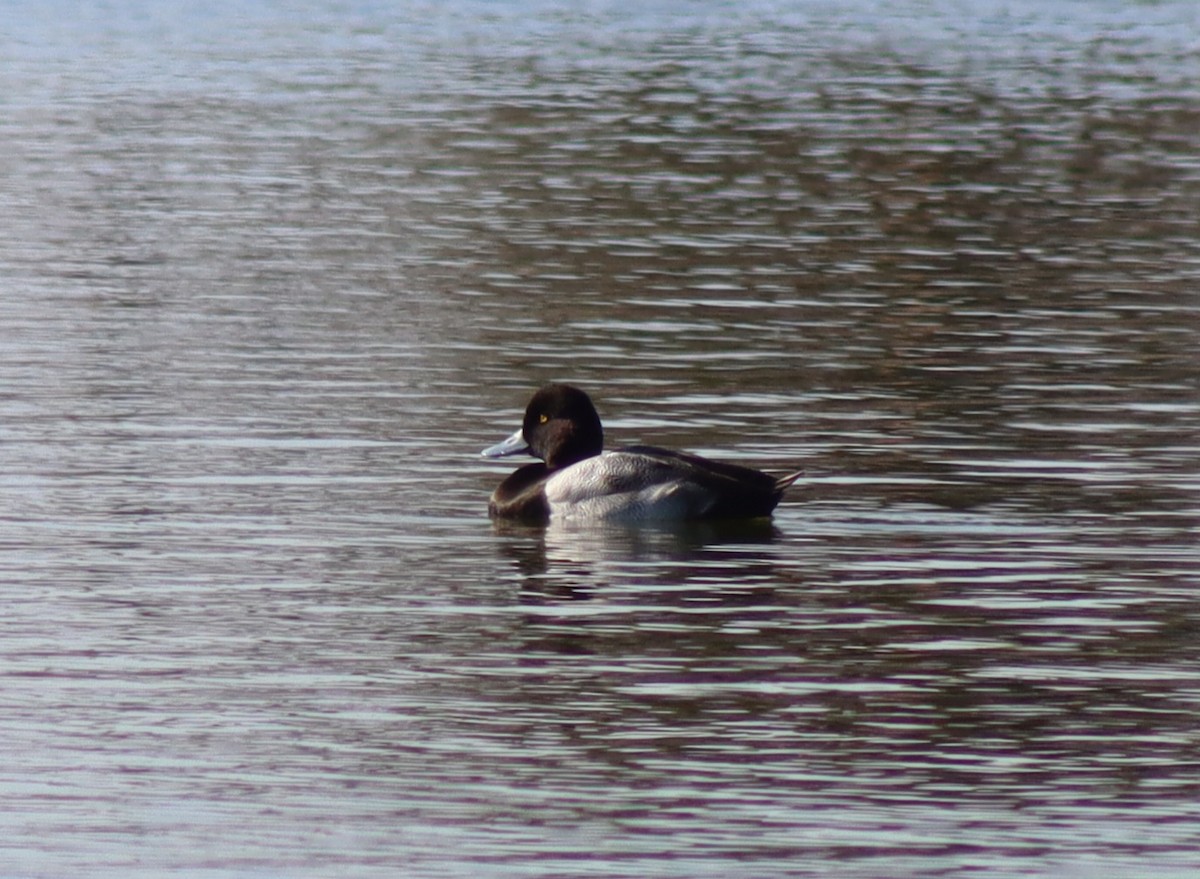 Lesser Scaup - ML646423028
