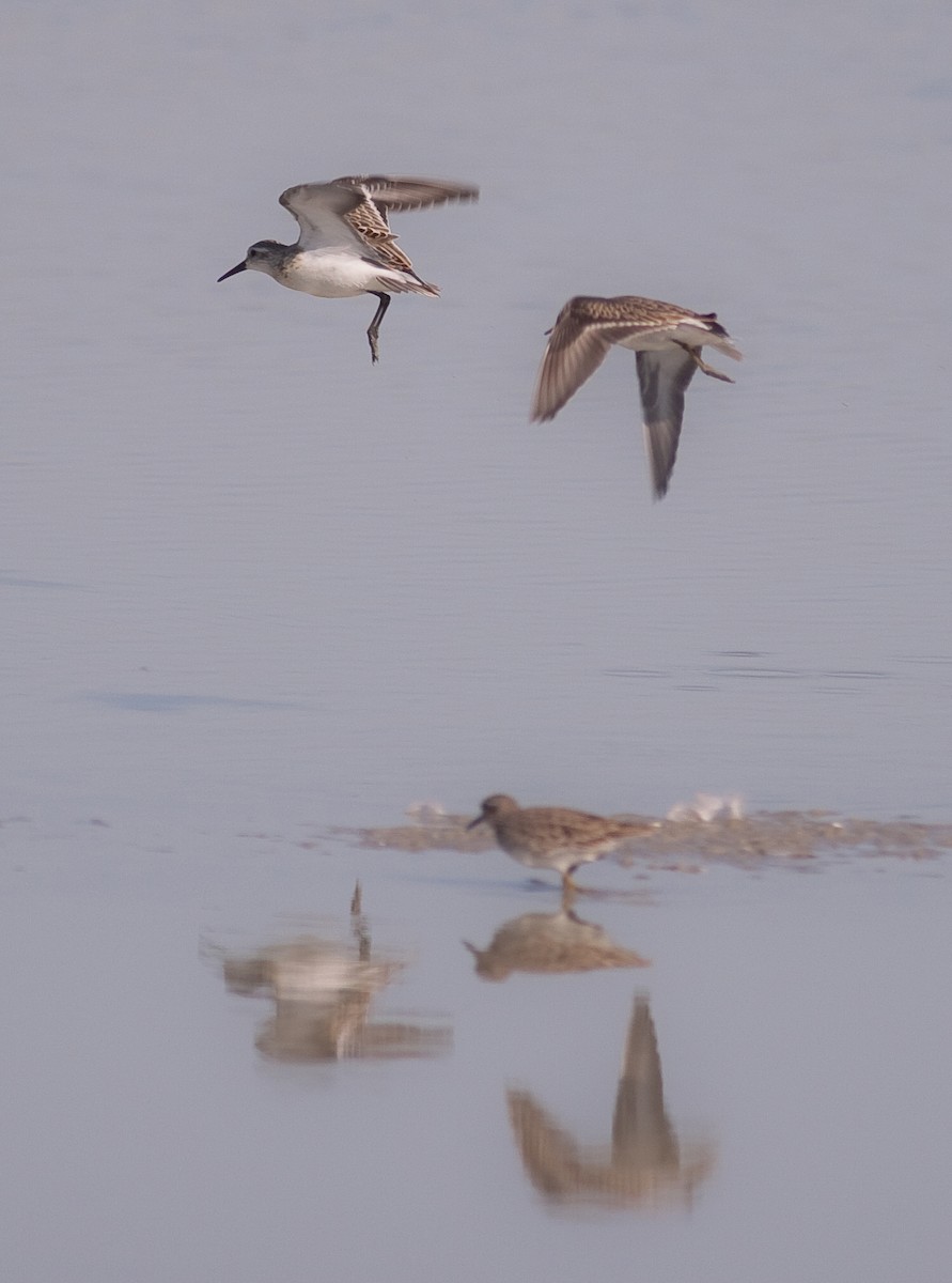 Least Sandpiper - ML646423029