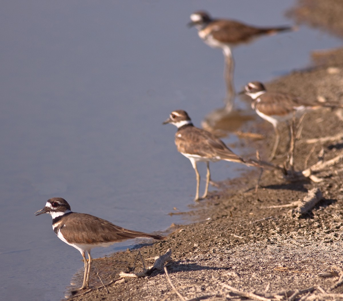 Killdeer - ML646423034