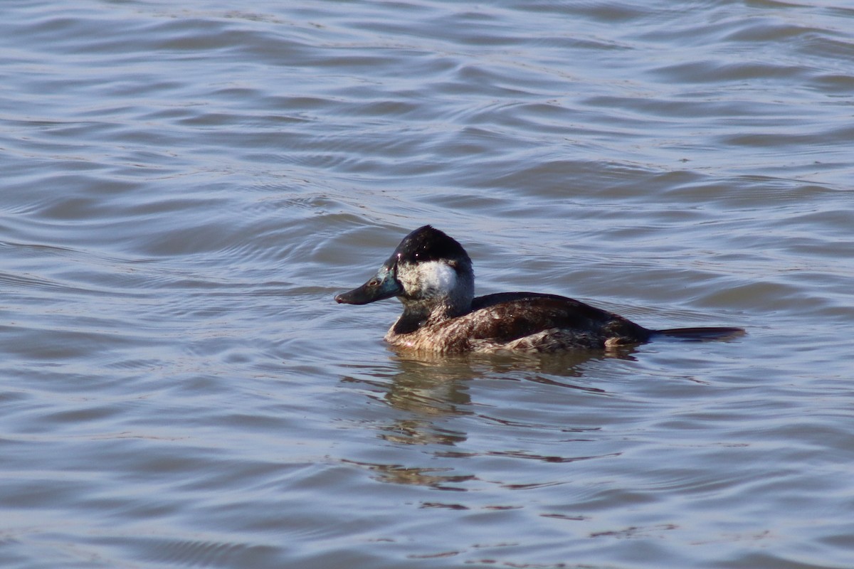 Schwarzkopf-Ruderente - ML646423037