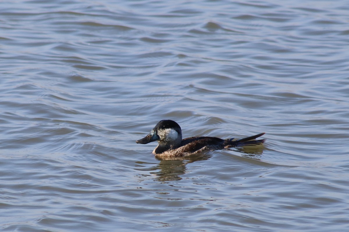 Schwarzkopf-Ruderente - ML646423038