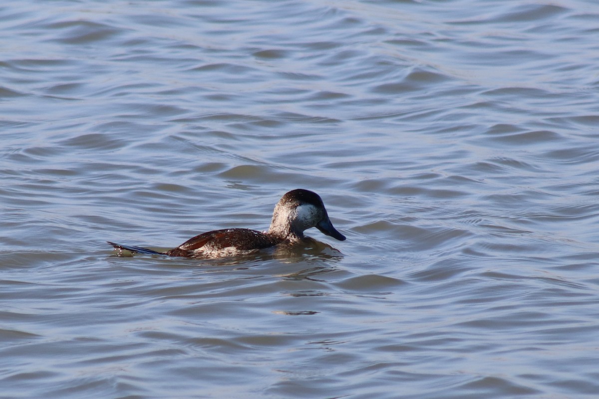 Schwarzkopf-Ruderente - ML646423039