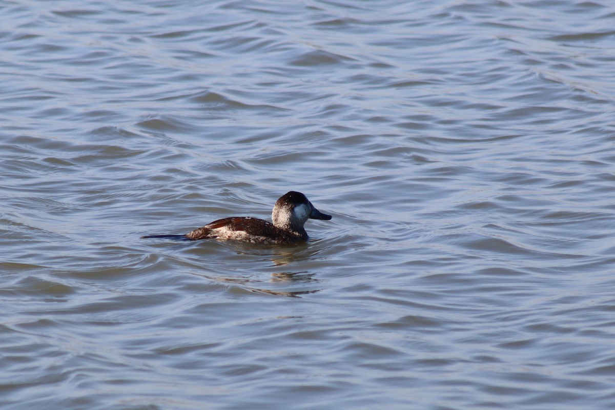 Schwarzkopf-Ruderente - ML646423040