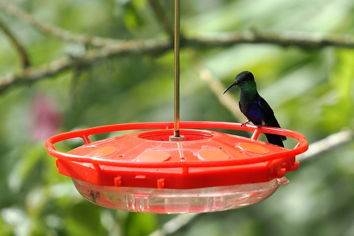 Fork-tailed Woodnymph - ML646423042