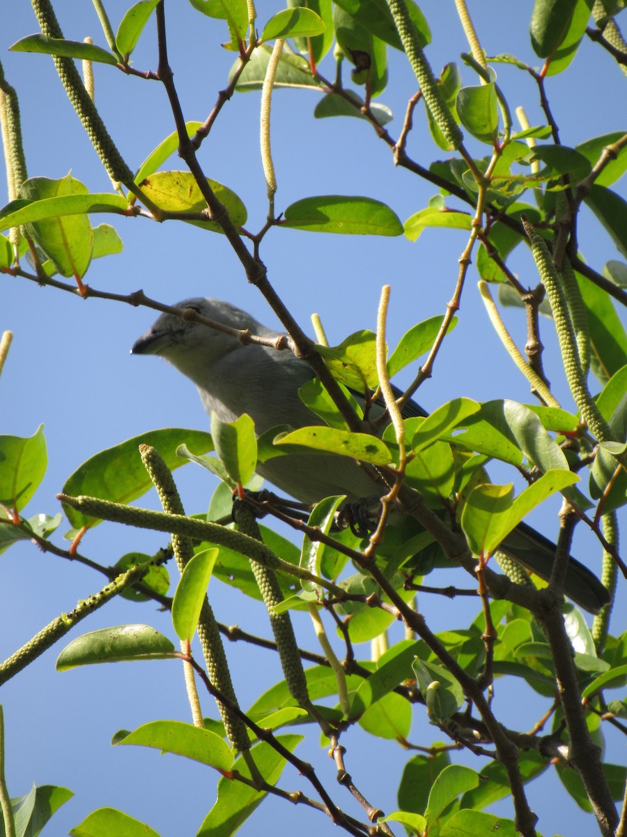 Tangara évêque - ML646423053