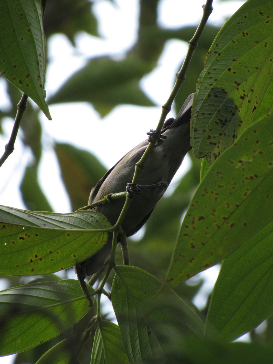 Tangara évêque - ML646423055