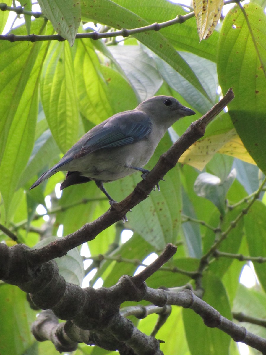 Tangara évêque - ML646423056