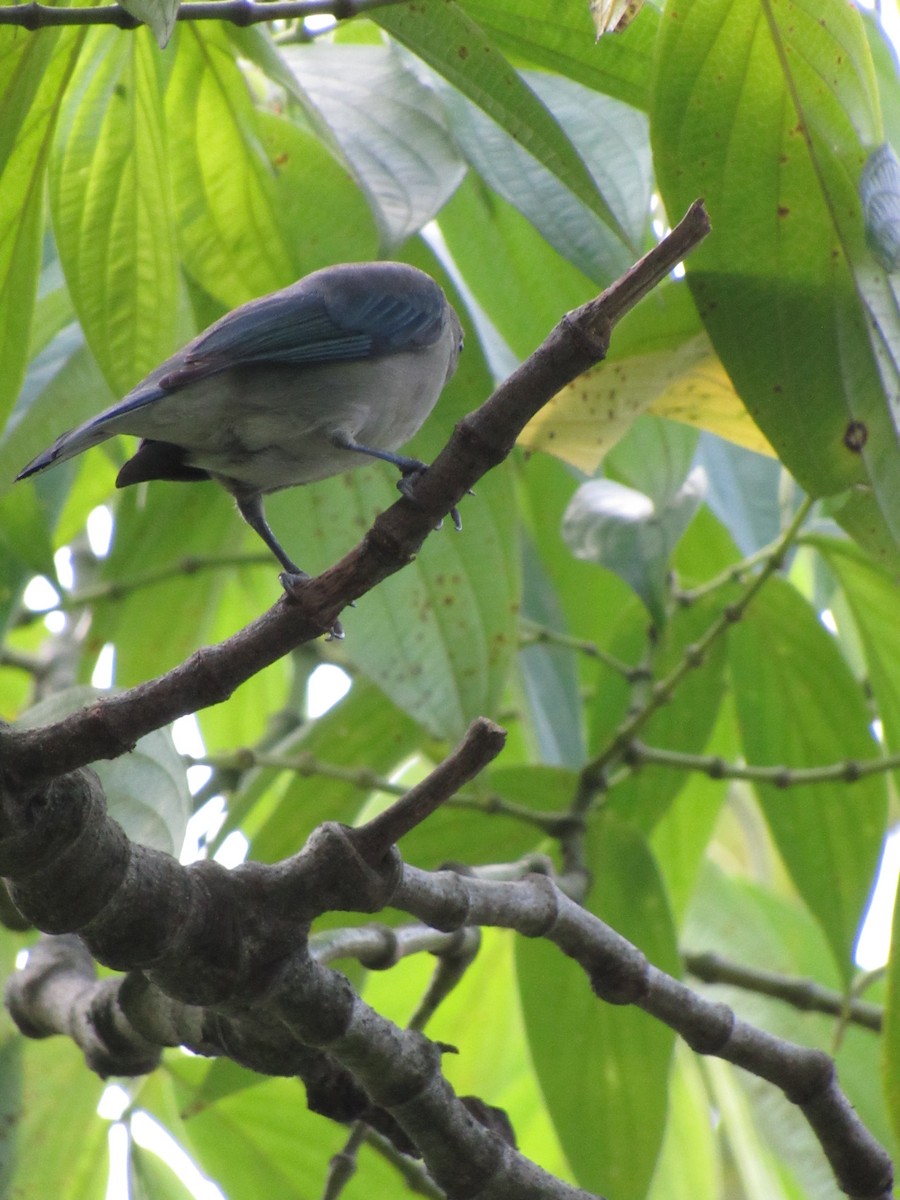 Tangara évêque - ML646423057