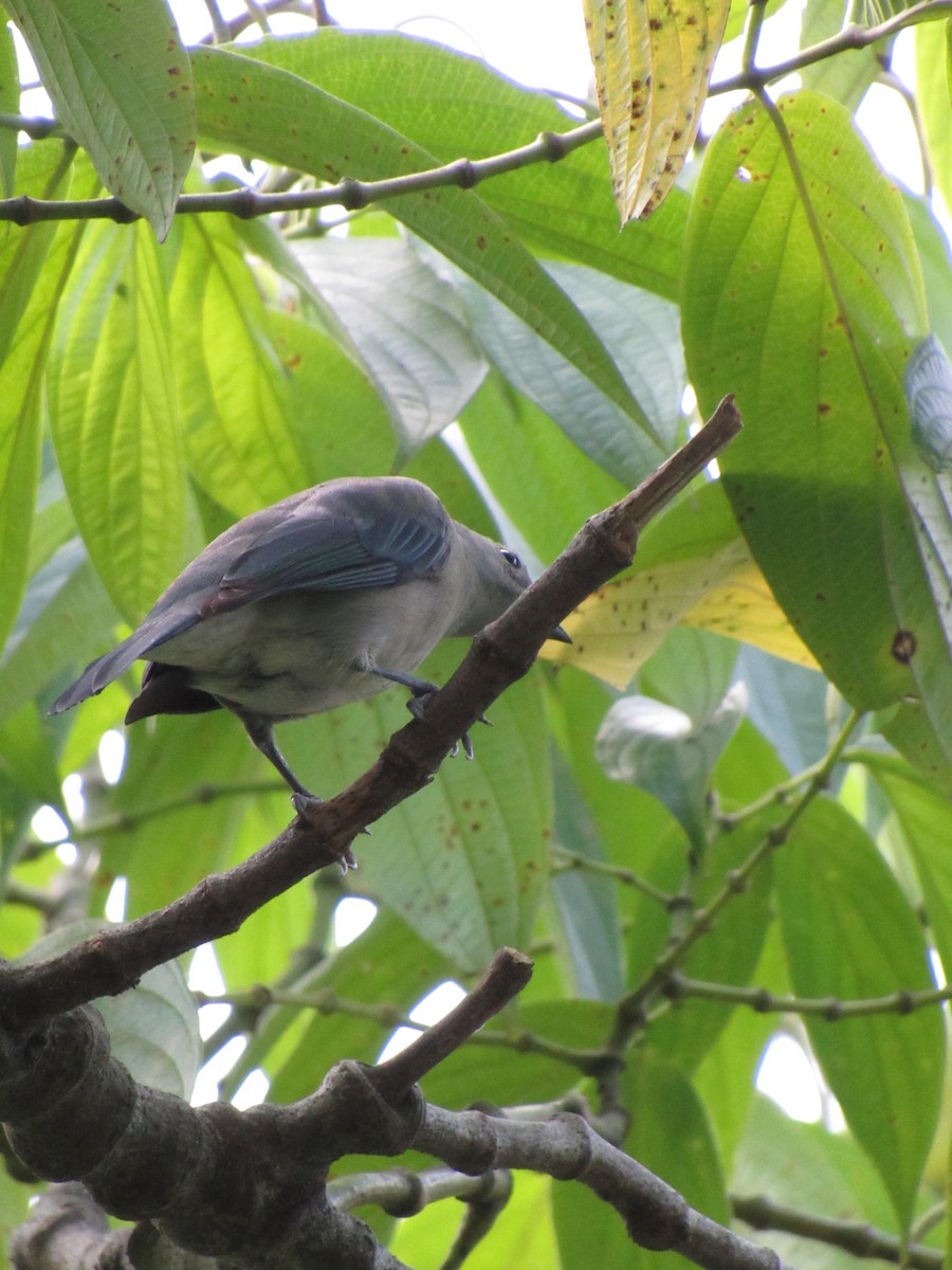 Tangara évêque - ML646423058