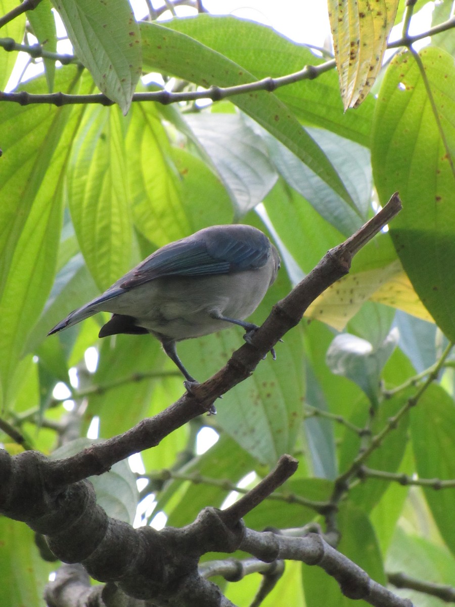 Tangara évêque - ML646423059