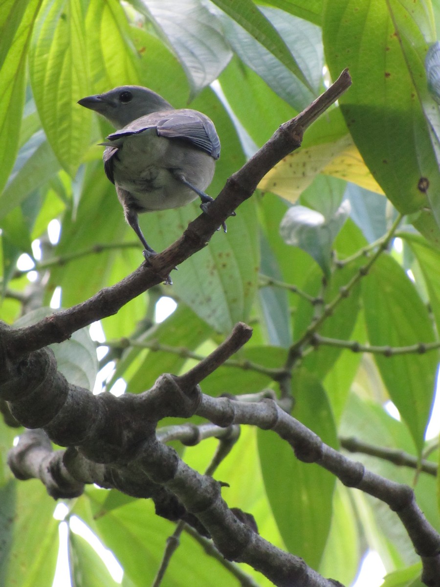 Tangara évêque - ML646423060