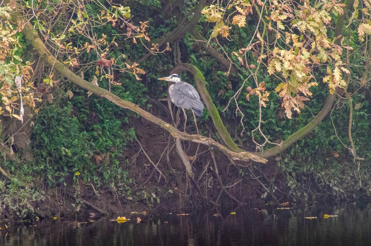 volavka popelavá - ML646423071