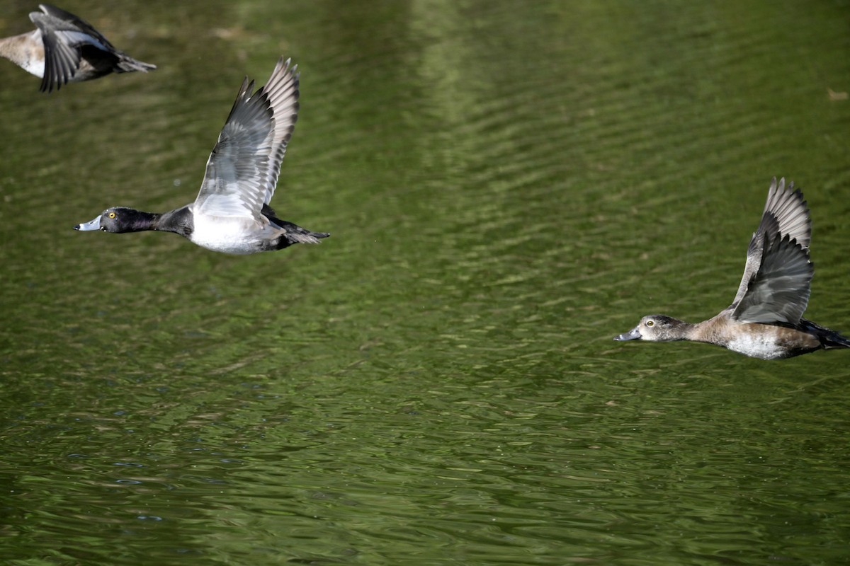 クビワキンクロ - ML646423075