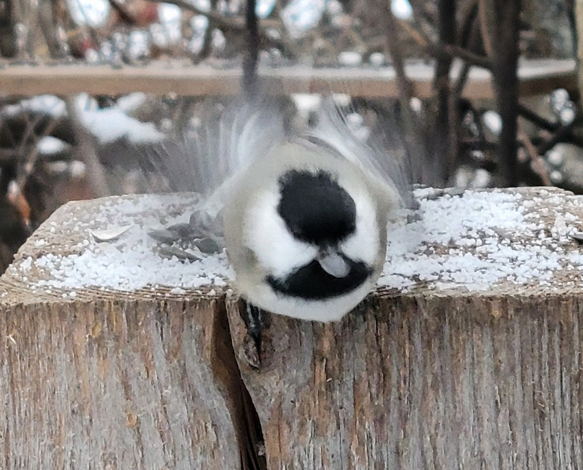 Black-capped Chickadee - ML646423076
