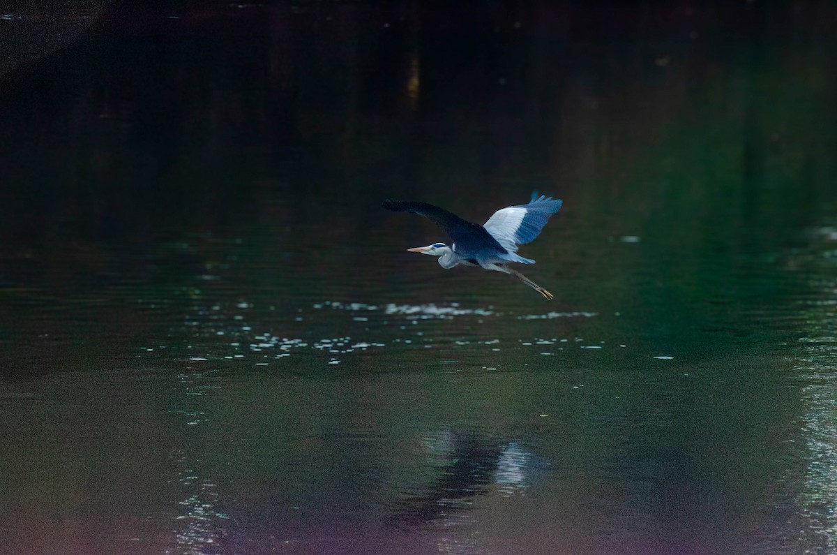 volavka popelavá - ML646423077