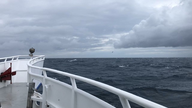 Berta dell'Atlantico - ML646423078