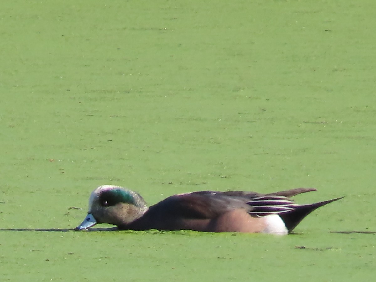 American Wigeon - ML646423081