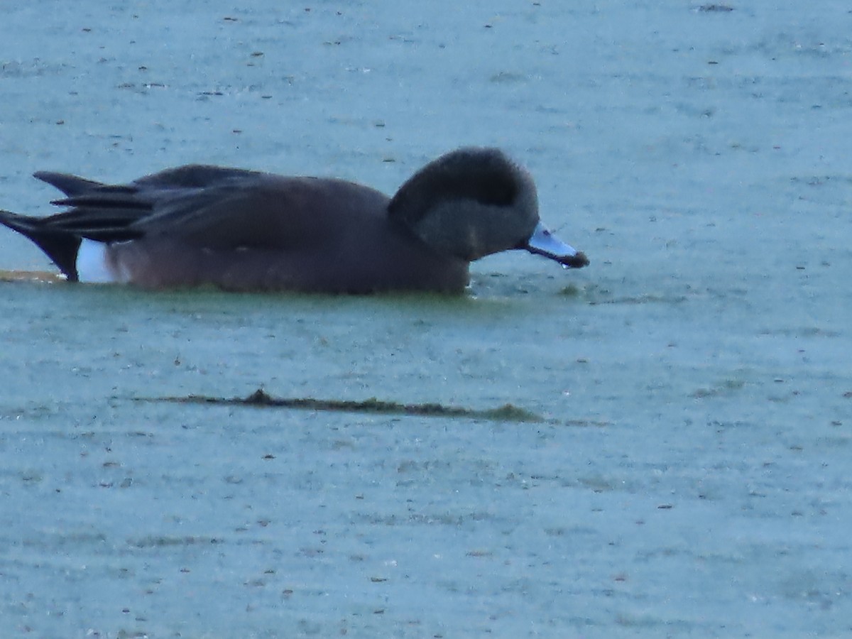 American Wigeon - ML646423082