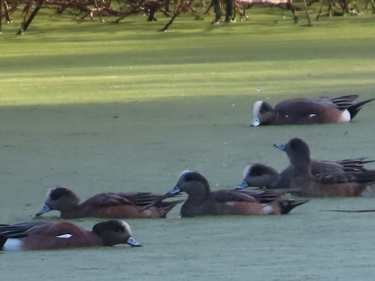 American Wigeon - ML646423083