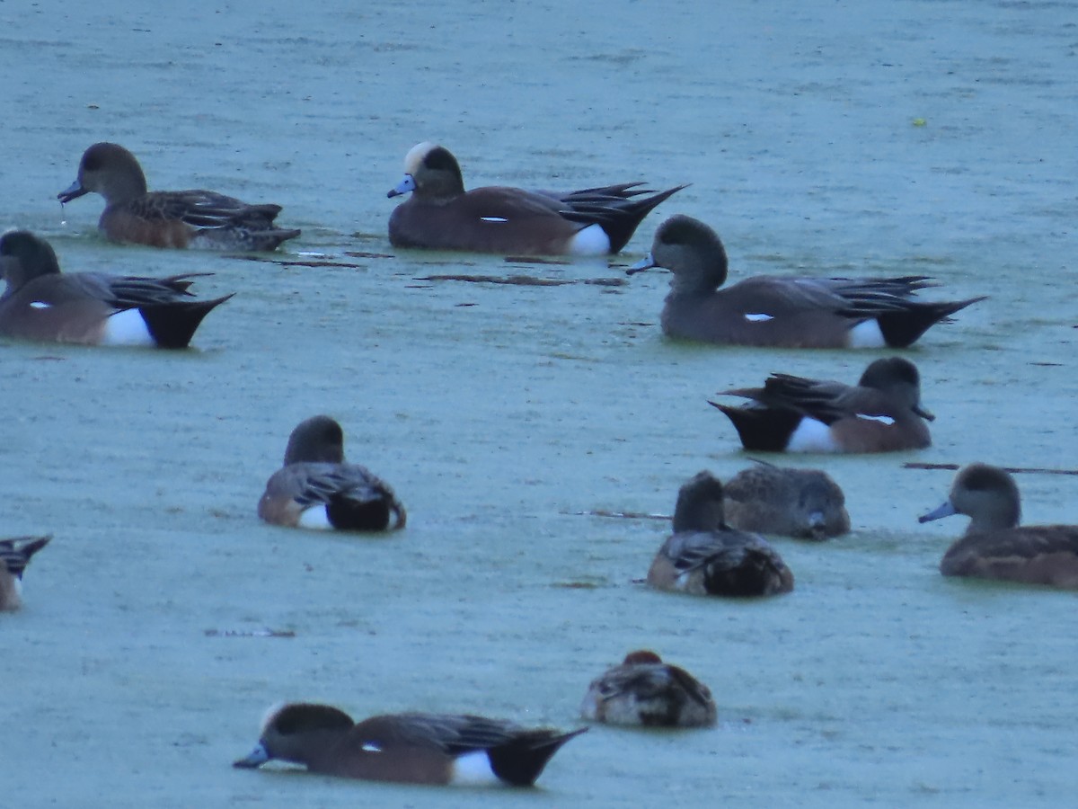American Wigeon - ML646423084