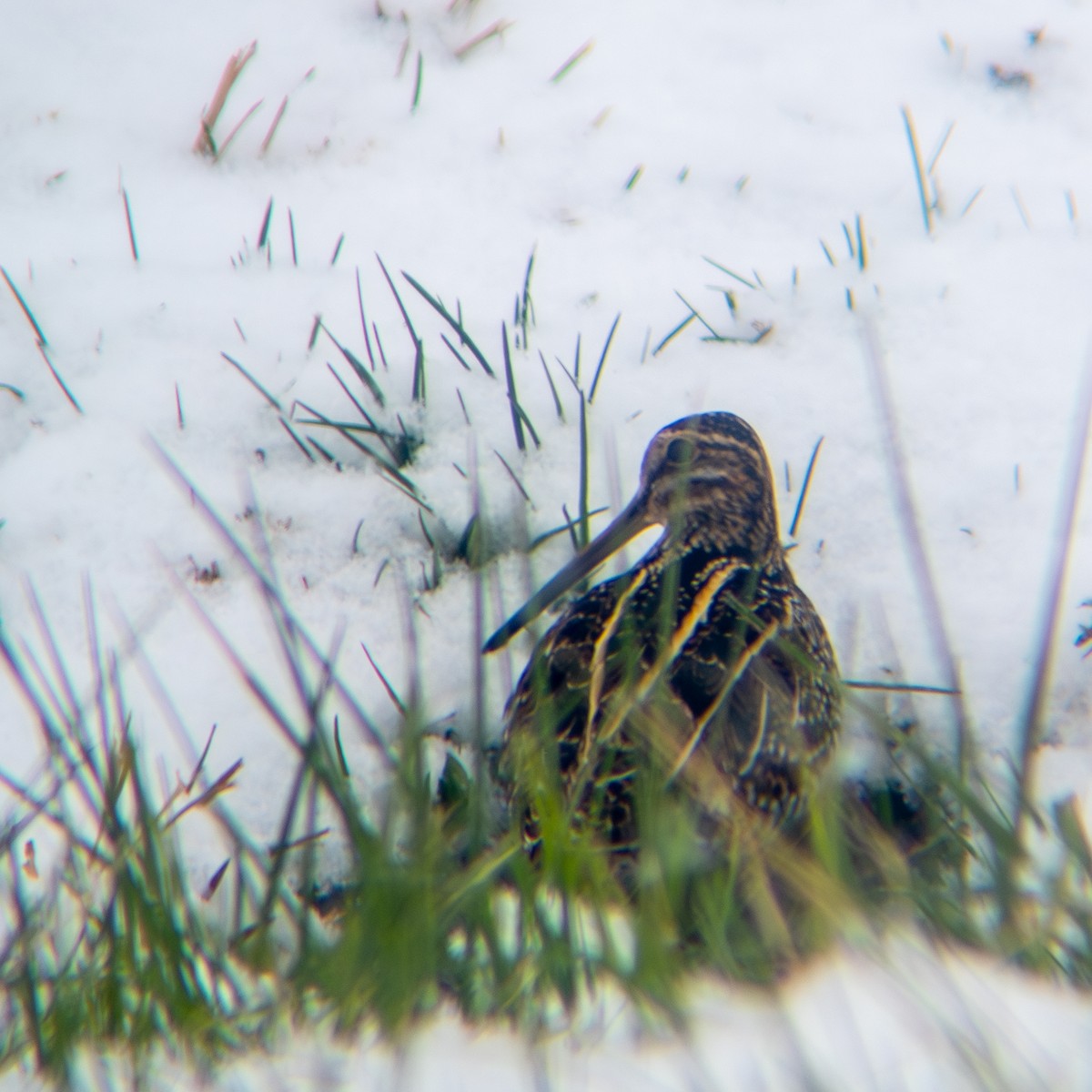 Wilson's Snipe - ML646423085