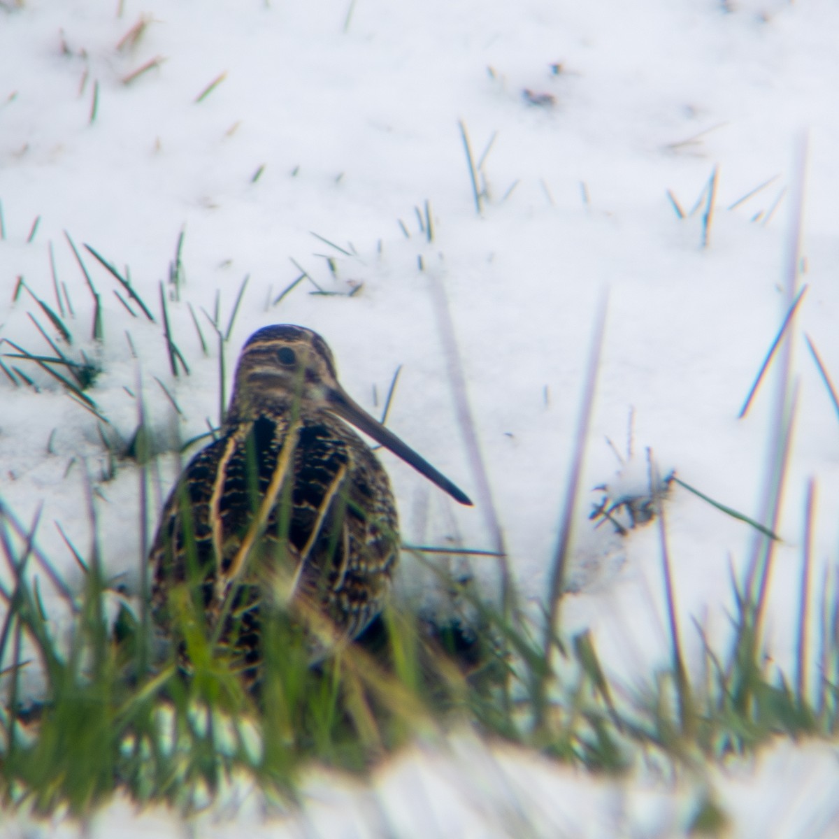 Wilson's Snipe - ML646423086