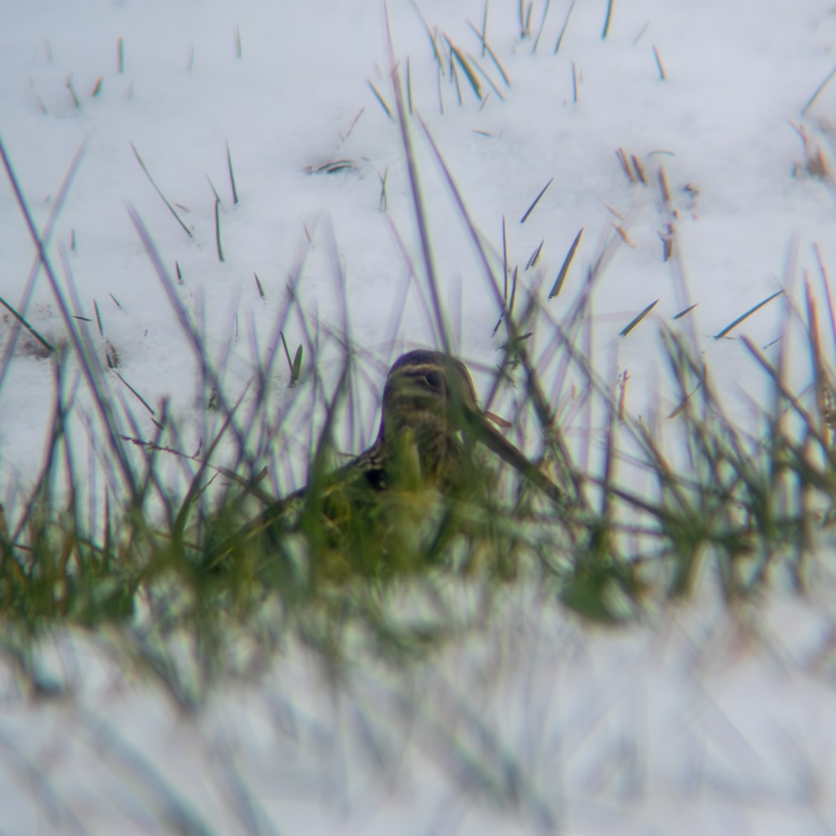 Wilson's Snipe - ML646423087