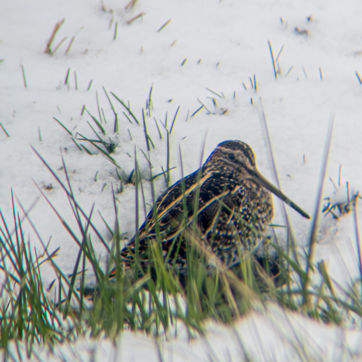 Wilson's Snipe - ML646423088