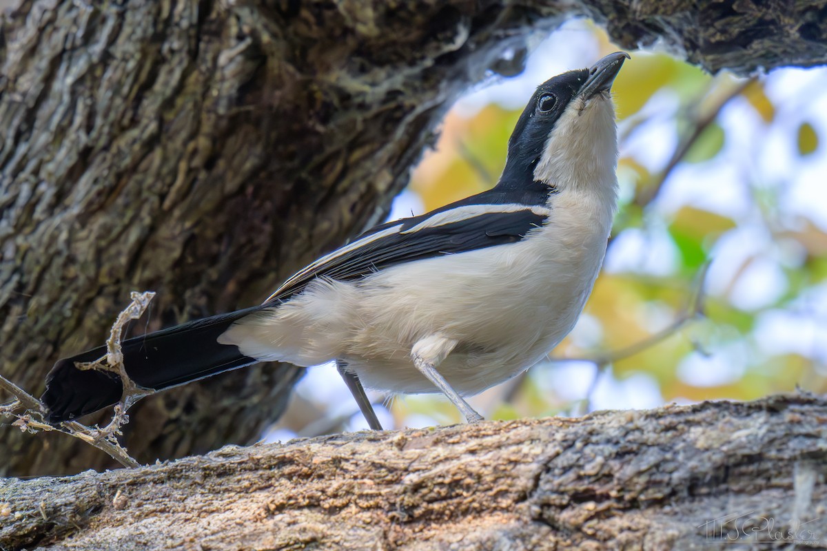 Gabon Boubou (Okavango) - ML646423089