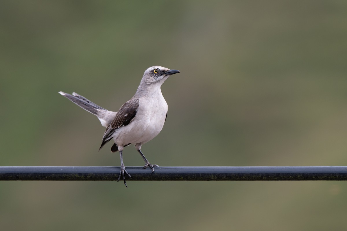 Tropenspottdrossel [gilvus-Gruppe] - ML646423090