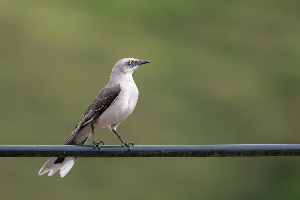 Tropenspottdrossel [gilvus-Gruppe] - ML646423091