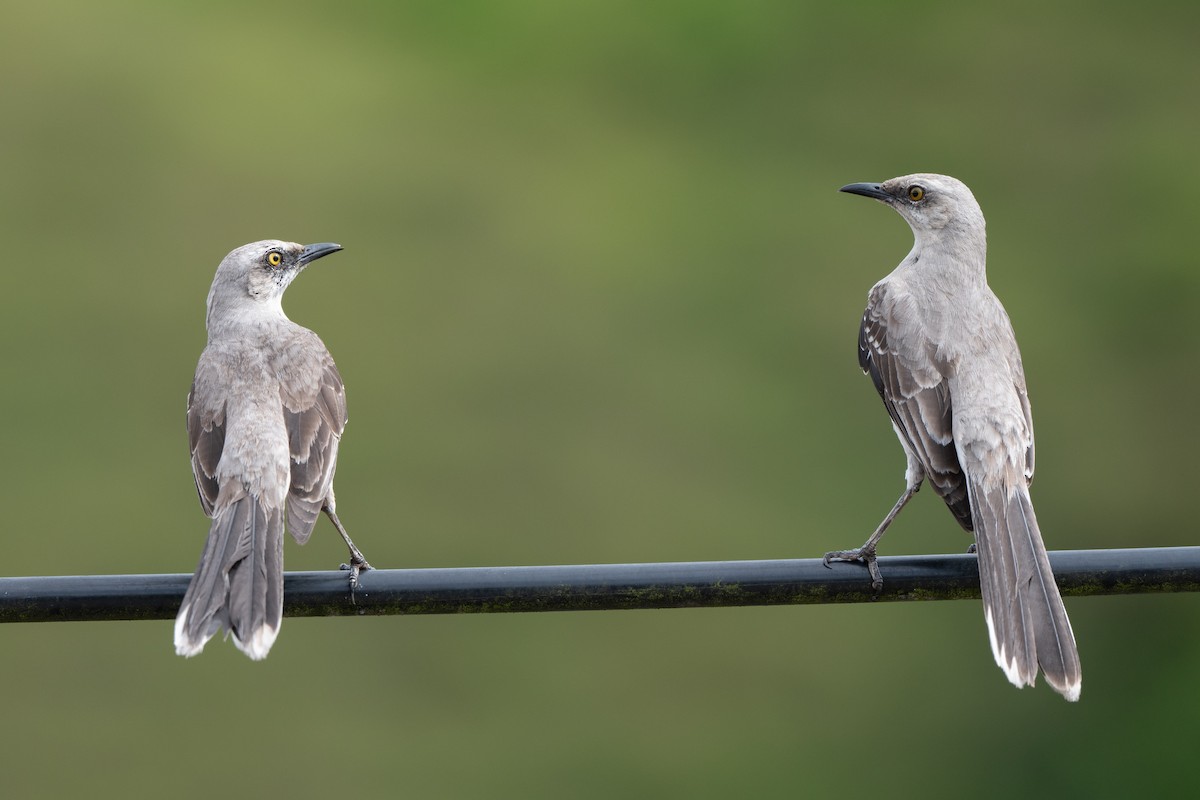 Tropenspottdrossel [gilvus-Gruppe] - ML646423092