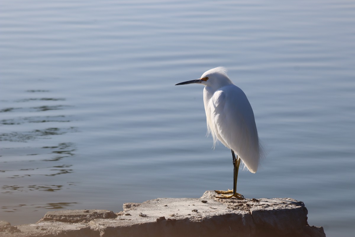 Snowy Egret - ML646423094
