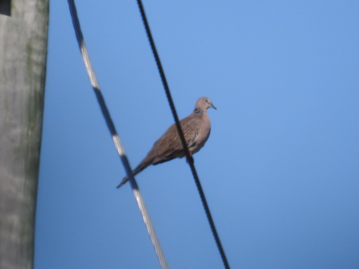 Spotted Dove - ML646423095