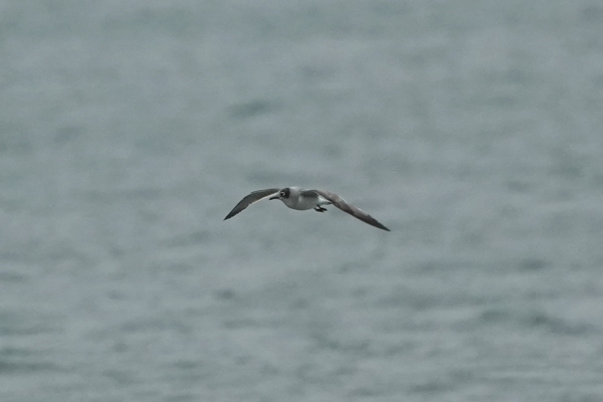 Franklin's Gull - ML646423096