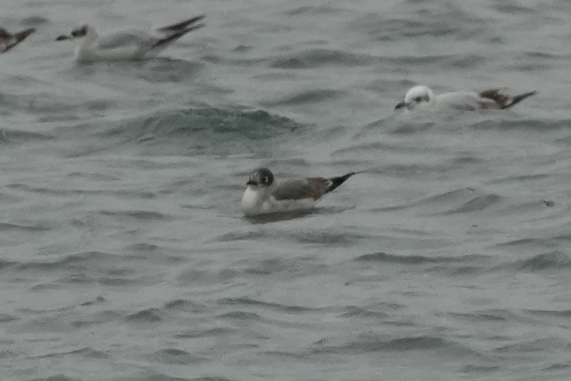 Franklin's Gull - ML646423097