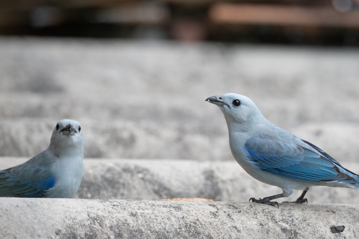 Bischofstangare [cana-Gruppe] - ML646423099