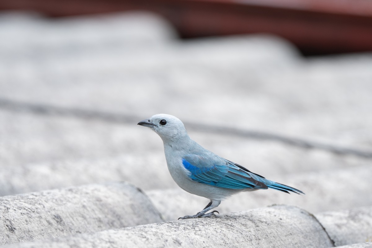 Bischofstangare [cana-Gruppe] - ML646423100