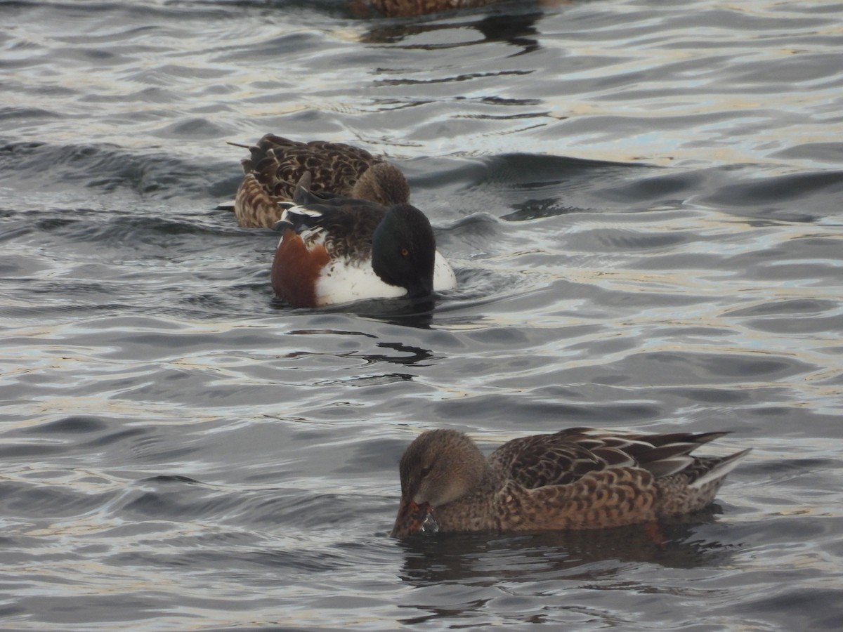 Canard souchet - ML646423105