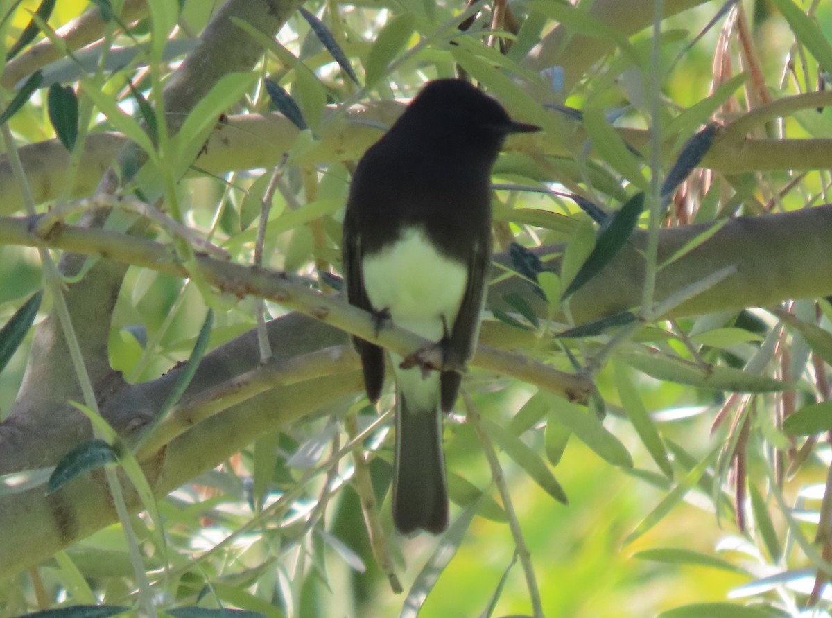 Black Phoebe - ML646423107