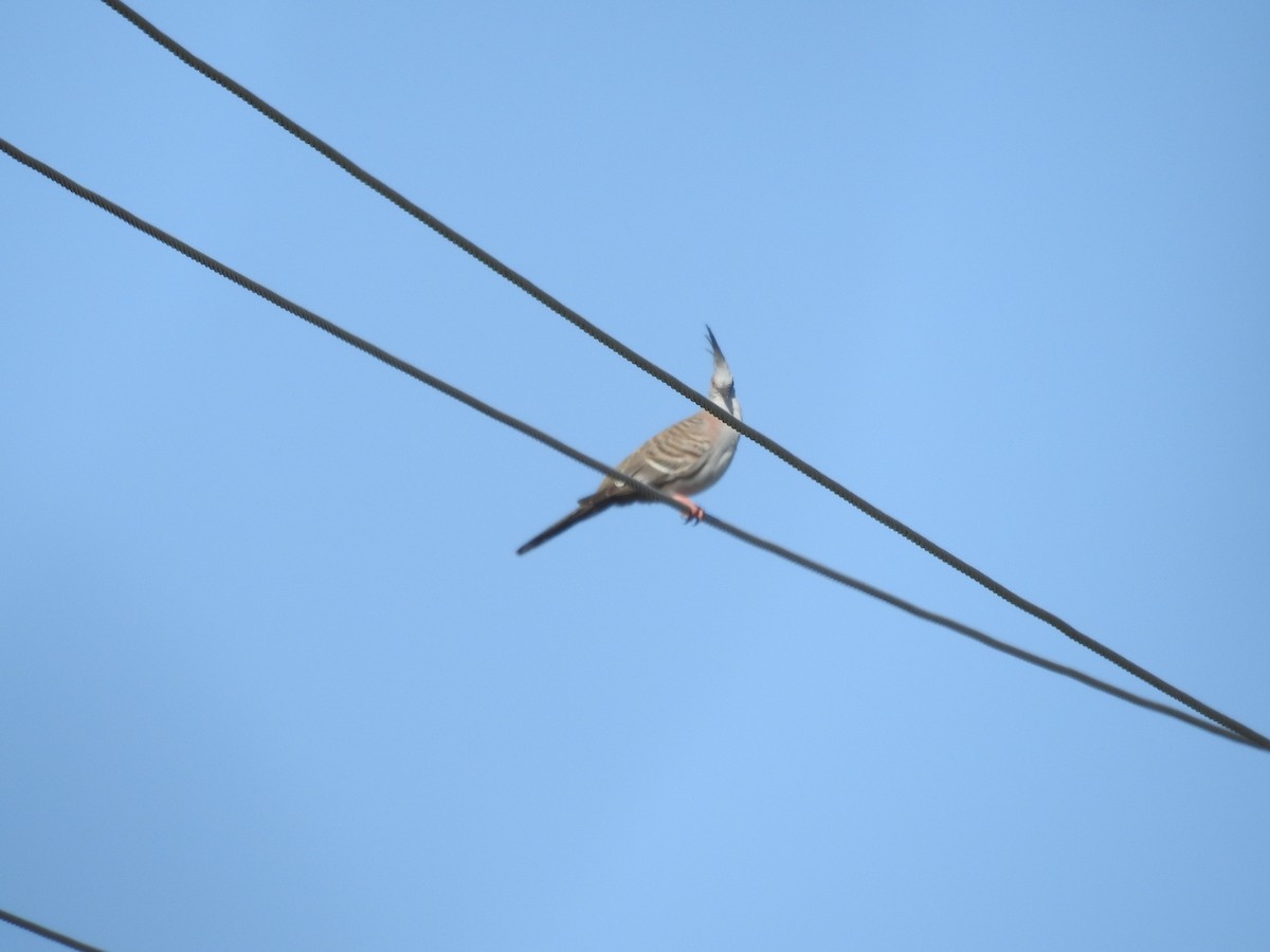 Crested Pigeon - ML646423110